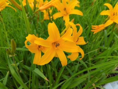 Bild von /bilder/bluehapp/thumb/hemhgs_Hemerocallis_x_cult____Golden_Scepter_P-3602032001_T-b_Y-22_K-26_41676_aktiv_.jpg