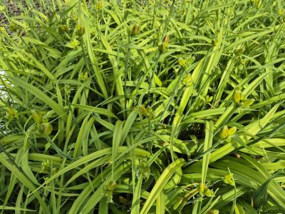 Bild von /bilder/bluehapp/thumb/hemhhs_Hemerocallis_x_c____Helen_von_Stein___P-3602034001_T-k_Y-25_K-25_82336.jpg