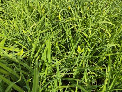 Bild von /bilder/bluehapp/thumb/hemhigg_Hemerocallis_x_cult____Iron_Gate_Glac_P-3602037301_T-k_Y-25_K-25_27437.jpg