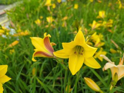 Bild von /bilder/bluehapp/thumb/hemhlb_Hemerocallis_x_cult____Lemon_Bells___P-3602037801_T-b_Y-22_K-26_13665_aktiv_.jpg