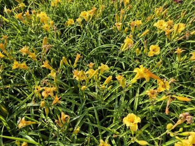 Bild von /bilder/bluehapp/thumb/hemhlbb_Hemerocallis_x___Little_Bumble_Bee___P-3602037901_T-b_Y-25_K-27_66194.jpg