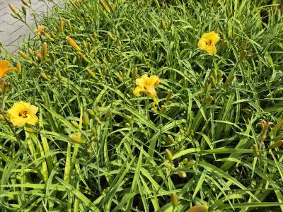 Bild von /bilder/bluehapp/thumb/hemhlbb_Hemerocallis_x___Little_Bumble_Bee___P-3602037901_T-k_Y-25_K-26_87233.jpg