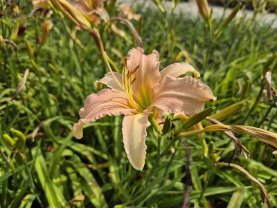 Bild von /bilder/bluehapp/thumb/hemhll_Hemerocallis_x_cult____Luxury_Lace___P-3602040001_T-b_Y-25_K-28_97758.jpg