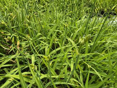 Bild von /bilder/bluehapp/thumb/hemhlu_Hemerocallis_x_cult____Lucretius___P-3602039001_T-k_Y-25_K-26_36487.jpg