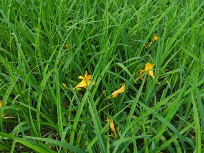 Bild von /bilder/bluehapp/thumb/hemhma_Hemerocallis_x_cult____Maikönigin___P-3602049001_T-k_Y-23_K-21_50469_aktiv_.jpg