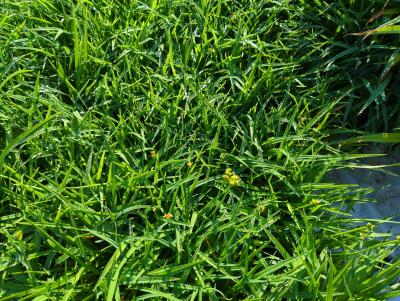 Bild von /bilder/bluehapp/thumb/hemhmist_Hemerocallis_x_cult____Mini_Stella___P-3602050001_T-k_Y-22_K-22_17392_aktiv_.jpg