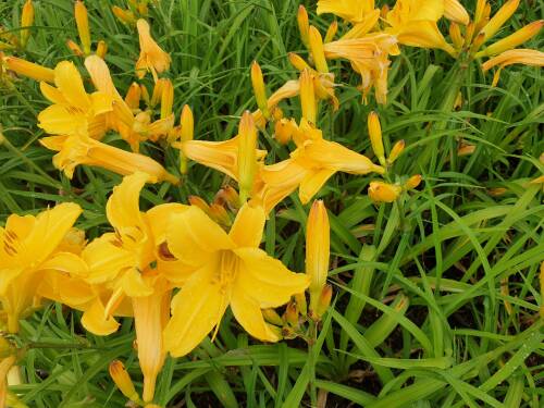 Bild von /bilder/bluehapp/thumb/hemhmk_Hemerocallis_x_cult____Münchner_Kindl_P-3602048901_T-b_Y-21_K-27_51037_aktiv_.jpg