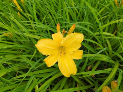 Bild von /bilder/bluehapp/thumb/hemhmk_Hemerocallis_x_cult____Münchner_Kindl_P-3602048901_T-k_Y-22_K-26_69009_aktiv_.jpg