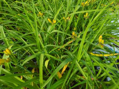 Bild von /bilder/bluehapp/thumb/hemhmk_Hemerocallis_x_cult____Münchner_Kindl_P-3602048901_T-k_Y-24_K-25_84938_aktiv_.jpg