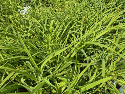 Bild von /bilder/bluehapp/thumb/hemhmk_Hemerocallis_x_cult____Münchner_Kindl_P-3602048901_T-k_Y-25_K-25_48474.jpg
