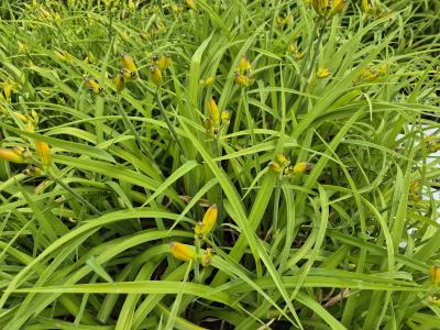 Bild von /bilder/bluehapp/thumb/hemhmk_Hemerocallis_x_cult____Münchner_Kindl_P-3602048901_T-k_Y-25_K-26_27541.jpg