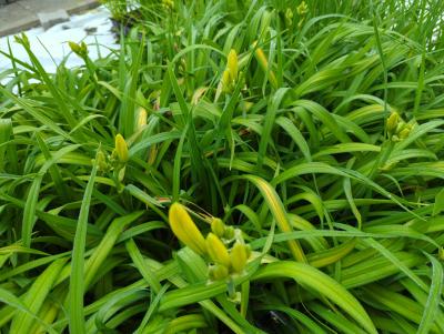 Bild von /bilder/bluehapp/thumb/hemhms_Hemerocallis_x_cult____Moon_Snow___P-3602055001_T-k_Y-22_K-26_75796_aktiv_.jpg