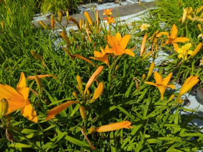 Bild von /bilder/bluehapp/thumb/hemhno_Hemerocallis_x_cult____Norton_Orange___P-3602057501_T-b_Y-22_K-28_55724_aktiv_.jpg