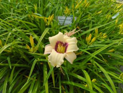 Bild von /bilder/bluehapp/thumb/hemhpb_Hemerocallis_x_cult____Pandoras_Box___P-3602061501_T-k_Y-24_K-25_58196_aktiv_.jpg