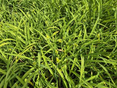 Bild von /bilder/bluehapp/thumb/hemhpb_Hemerocallis_x_cult____Pandoras_Box___P-3602061501_T-k_Y-25_K-25_52278.jpg