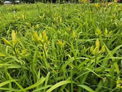 Bild von /bilder/bluehapp/thumb/hemhpb_Hemerocallis_x_cult____Pandoras_Box___P-3602061501_T-k_Y-25_K-26_11605.jpg