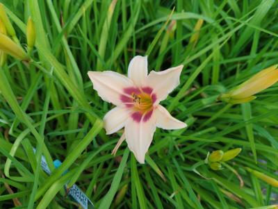 Bild von /bilder/bluehapp/thumb/hemhpc_Hemerocallis_x_cult____Prairie_Charme_P-3602063501_T-k_Y-22_K-26_99290_aktiv_.jpg