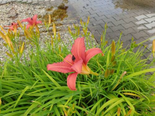 Bild von /bilder/bluehapp/thumb/hemhpd_Hemerocallis_x_cult____Pink_Damask___P-3602062001_T-b_Y-21_K-27_45218_aktiv_.jpg