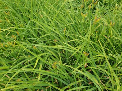 Bild von /bilder/bluehapp/thumb/hemhpr_Hemerocallis_x_cult____Preciosus___P-3602064001_T-k_Y-21_K-26_40544_aktiv_.jpg