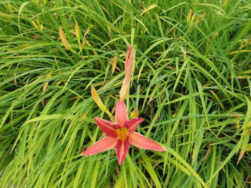 Bild von /bilder/bluehapp/thumb/hemhpr_Hemerocallis_x_cult____Preciosus___P-3602064001_T-k_Y-21_K-27_82554_aktiv_.jpg