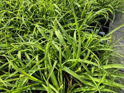 Bild von /bilder/bluehapp/thumb/hemhso_Hemerocallis_x_cult____Stella_de_Oro___P-3602076001_T-k_Y-25_K-22_72081.jpg