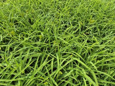 Bild von /bilder/bluehapp/thumb/hemhso_Hemerocallis_x_cult____Stella_de_Oro___P-3602076001_T-k_Y-25_K-23_28527.jpg