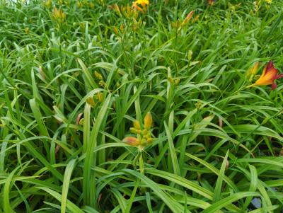 Bild von /bilder/bluehapp/thumb/hemhsp_Hemerocallis_x_cult____Shining_Plumag_P-3602069501_T-k_Y-22_K-26_37073_aktiv_.jpg