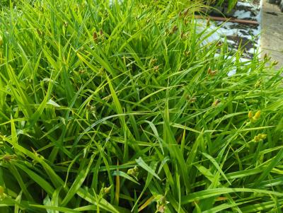 Bild von /bilder/bluehapp/thumb/hemhsw_Hemerocallis_x_cult____Summer_Wine___P-3602067001_T-k_Y-24_K-25_60354_aktiv_.jpg