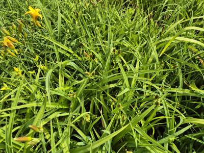 Bild von /bilder/bluehapp/thumb/hemhsw_Hemerocallis_x_cult____Summer_Wine___P-3602067001_T-k_Y-25_K-26_88660.jpg