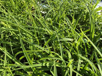 Bild von /bilder/bluehapp/thumb/hemhwj_Hemerocallis_x_cult____White_Jade___P-3602077001_T-k_Y-25_K-24_20671.jpg