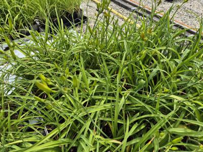 Bild von /bilder/bluehapp/thumb/hemhwj_Hemerocallis_x_cult____White_Jade___P-3602077001_T-k_Y-25_K-26_28454.jpg