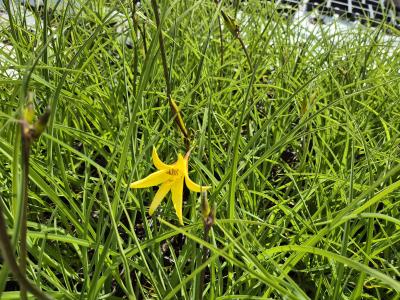 Bild von /bilder/bluehapp/thumb/hemmi_Hemerocallis_minor_P-3603500001_T-k_Y-26_K-20_12634.jpg