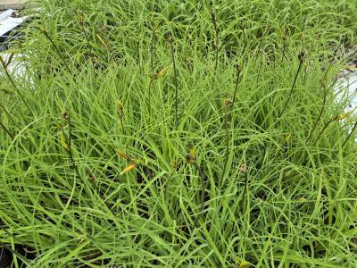 Bild von /bilder/bluehapp/thumb/hemmi_Hemerocallis_minor_P-3603500001_T-k_Y-26_K-21_88472.jpg