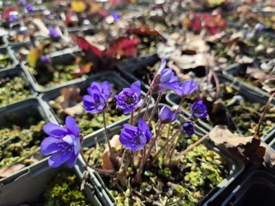 Bild von /bilder/bluehapp/thumb/hepn_Hepatica_nobilis_P-3621000001_T-b_Y-26_K-12_12913.jpg