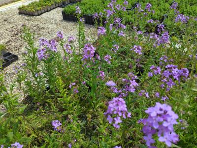 Bild von /bilder/bluehapp/thumb/hesm_Hesperis_matronalis_NB_P-3671000004_T-b_Y-24_K-19_41076_aktiv_.jpg