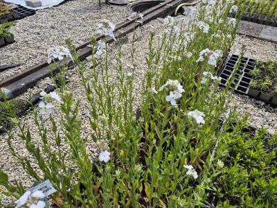 Bild von /bilder/bluehapp/thumb/hesmal_Hesperis_matronalis___Alba___P-3671010001_T-b_Y-25_K-20_30158.jpg