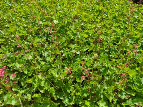 Bild von /bilder/bluehapp/thumb/heuble_Heuchera_x_brizoides___Leuchtkäfer___o_P-3681030001_T-b_Y-22_K-20_99240_aktiv_.jpg