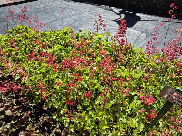 Bild von /bilder/bluehapp/thumb/heuble_Heuchera_x_brizoides___Leuchtkäfer___o_P-3681030001_T-b_Y-26_K-22_85154.jpg