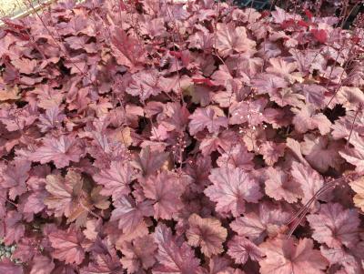 Bild von Heuchera x-cult. Beaujolais