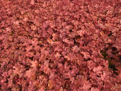 Bild von /bilder/bluehapp/thumb/heuhcco_Heuchera_Hybr____Cherry_Cola___R___P-3681327001_T-b_Y-24_K-19_57770_aktiv_.jpg