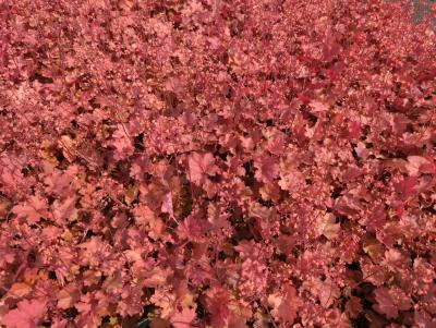 Bild von /bilder/bluehapp/thumb/heuhcco_Heuchera_Hybr____Cherry_Cola___R___P-3681327001_T-b_Y-24_K-20_67018_aktiv_.jpg