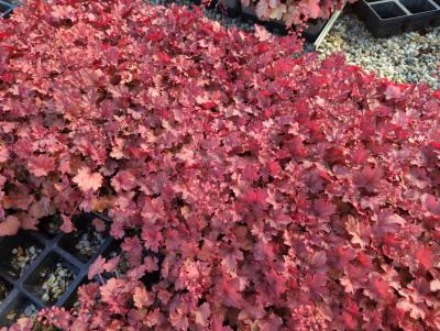 Bild von Heuchera x-cult. Cherry Cola