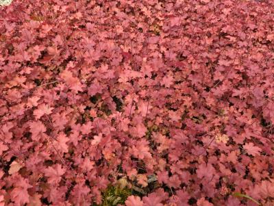 Bild von /bilder/bluehapp/thumb/heuhcco_Heuchera_Hybr____Cherry_Cola___R___P-3681327001_T-k_Y-24_K-18_64287_aktiv_.jpg