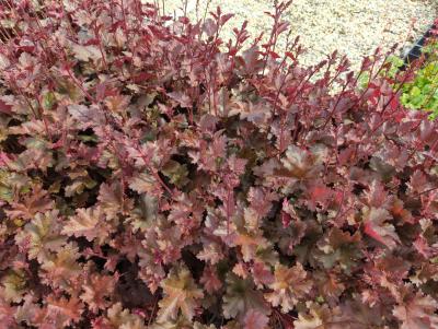 Bild von /bilder/bluehapp/thumb/heuhcr_Heuchera_x_cult____Choc__Ruffles___S___P-3681330001_T-k_Y-24_K-19_60706_aktiv_.jpg