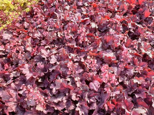 Bild von Heuchera x-cult. Grape Soda