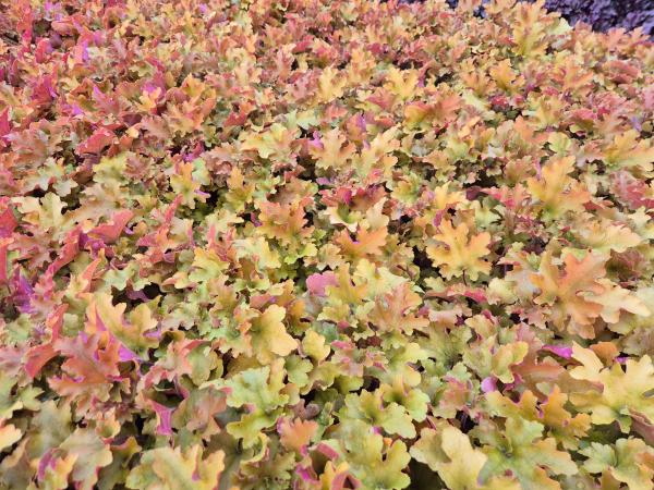 Heuchera x-cult. 'Marmalade'**