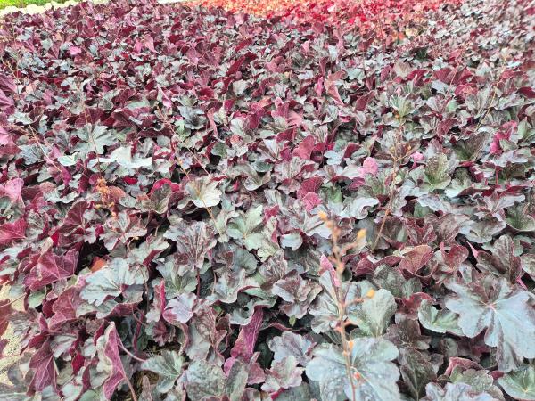 Heuchera x-cult. 'Obsidian'**
