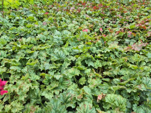 Heuchera x-cult. 'Paris'***