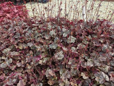 Bild von /bilder/bluehapp/thumb/heuhssc_Heuchera___Silver_Scrolls___S_____P-3681367001_T-k_Y-24_K-19_66637_aktiv_.jpg
