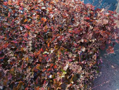 Bild von Heuchera x-micr. Palace Purple